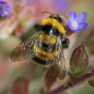 Ungewöhnlich gefärbter Gartenhummel(?) Drohn.
Hochgeladen am 17.06.2014 von Martin