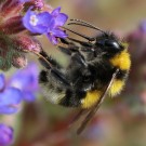 Ein ungewöhnlich gefärbter Drohn.
Bombus hortorum vs. Bombus ruderatus. Vermutlich erstgenannte Art.
Hochgeladen am 17.06.2014 von Martin