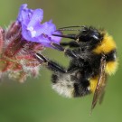 Ungewöhnlich gefärbter Bombus hortorum oder Bombus ruderatus Drohn. 
Behaarung an der Tibia und Phänologie spricht für Gartenhummel (Bombus hortorum).
Hochgeladen am 17.06.2014 von Martin