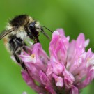 Veränderliche Hummel (Bombus humilis) Königin.
Hochgeladen am 04.06.2016 von Martin