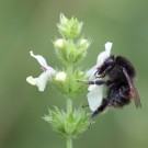 Veränderliche Hummel (Bombus humilis) am Aufrechten Ziest (Stachys recta).
Hochgeladen am 22.03.2014 von Martin