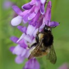 Bombus humilis Königin an Bunter Wicke (Vicia glabrescens).
Hochgeladen am 07.06.2014 von Martin
