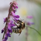 Königin der Veränderlichen Hummel (Bombus humilis, Farbvariante) an einer Vogel-Wicke (Vicia cracca agg.) im Juli 2013.
Hochgeladen am 23.03.2014 von Martin