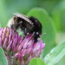 Königin der Veränderlichen Hummel (Bombus humilis, Farbvariante "var. tristis"[?])  auf Rotklee im Mai 2011.
Hochgeladen am 23.03.2014 von Martin