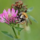 Bombus humilis W Anfang August 2016
Hochgeladen am 25.09.2016 von Martin