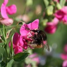 Bombus humilis W Mitte August 2016
Hochgeladen am 25.09.2016 von Martin