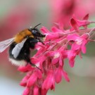 Königin der Baumhummel (Bombus hypnorum) an Blut-Johannisbeere (Ribes sanguineum).
Hochgeladen am 22.03.2014 von Martin