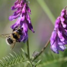 Heidehummel (Bombus jonellus) beim Nektarraub an der Vogelwicke (Vicia cracca agg.)
Hochgeladen am 10.07.2016 von Martin