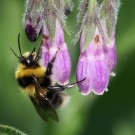 Heidehummel (Bombus jonellus) Männchen am Beinwell.
Hochgeladen am 08.06.2016 von Martin