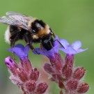 Eine Jungkönigin der Heidehummel (Bombus jonellus) an der Ochsenzunge (Anchusa officinalis).
Hochgeladen am 05.07.2014 von Martin