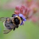 Heidehummel (Bombus jonellus), Jungkönigin, Juli 2014.
Hochgeladen am 05.07.2014 von Martin