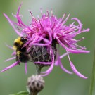 
Bombus jonellus M Centaurea scabiosa
Hochgeladen am 06.02.2016 von Martin