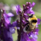 Heidehummel (Bombus jonellus) Männchen beim Nektarraub.
Hochgeladen am 10.07.2016 von Martin