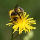 Helle Erdhummel (Bombus lucorum) Drohn.
Hochgeladen am 08.07.2015 von Martin