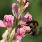 Ackerhummel (Bombus pascuorum) mit ungewöhnlich hohem Anteil schwarzer Haare (Melanismus).
Hochgeladen am 13.06.2015 von Martin