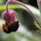 Grashummel (Bombus ruderarius) Königin an Bach-Nelkenwurz (Geum rivale).
Hochgeladen am 07.05.2014 von Martin