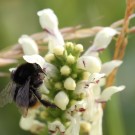 Grashummel (Bombus ruderarius) am Aufrechten Ziest (Stachys recta).
Hochgeladen am 22.03.2014 von Martin