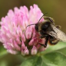 Grashummel (Bombus ruderarius) Drohn.
Hochgeladen am 16.01.2015 von Martin