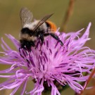 Ungewöhnlich helle Variante eines Bombus ruderarius (Grashummel) Männchens.
Hochgeladen am 07.02.2016 von Martin