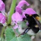 Feldhummel Königin an Gefleckter Taubnessel.
Hochgeladen am 29.04.2015 von Martin