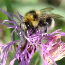 Bombus semenoviellus Drohn an der Wiesen-Flcokenblume (Centaurea jacea), Ende Juli 2012.
Hochgeladen am 23.03.2014 von Martin