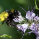 Bombus subterraneus Arbeiterin an der Phacelia.
Hochgeladen am 29.06.2015 von Martin