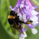 Bombus subterraneus Königin an Bunter Wicke (Vicia glabrescens).
Hochgeladen am 07.06.2014 von Martin