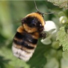 Bombus subterraneus im Flug.
Hochgeladen am 30.04.2014 von Martin