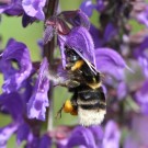 Bombus subterraneus Königin am Wiesen-Salbei (Salvia pratensis) im Mai 2013.
Hochgeladen am 23.03.2014 von Martin