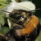Bombus subterraneus, Nahaufnahme Kopf.
Hochgeladen am 30.04.2014 von Martin