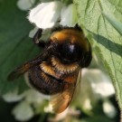 Vermeintliche Bombus subterraneus Königin mit gelber Binde auf dem ersten Tergit.
Hochgeladen am 30.04.2014 von Martin