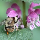 Königin der Waldhummel (Bombus sylvarum) an Gefleckter Taubnessel (Lamium maculatum) im April 2014.
Hochgeladen am 05.04.2014 von Martin