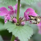 Königin der Waldhummel (Bombus sylvarum) an Gefleckter Taubnessel (Lamium maculatum) im April 2014.
Hochgeladen am 05.04.2014 von Martin