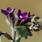 Waldhummel (Bombus sylvarum) Arbeiterin an Ochsenzunge.
Hochgeladen am 04.06.2016 von Martin