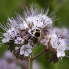 Waldhummel (Bombus sylvarum) sammelt Pollen an der Phacelia.
Hochgeladen am 29.06.2015 von Martin