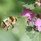 Waldhummel (Bombus sylvarum) beim Anflug auf die Gefleckte Taubnessel (Lamium maculatum).
Hochgeladen am 06.04.2014 von Martin