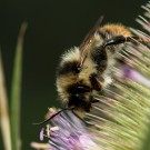 Antennenglieder 3 und 4 bei Bombus sylvarum (Waldhummel) Männchen in etwa gleich lang. A3>=A4.
Hochgeladen am 07.02.2016 von Martin