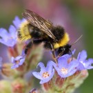 Gelbe Farbvariante eines sylvestris/norvegicus Drohns an der Ochsenzunge (Anchusa officinalis).
Hochgeladen am 17.06.2014 von Martin