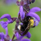 Bombus vestalis Weibchen an Wiesensalbei (Salvia pratensis)
Hochgeladen am 04.06.2016 von Martin