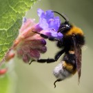 Bei dieser hellen Farbvariante von Bombus vestalis hat das Männchen eine gelbe Binde auf T1 und der vierte Tergit ist fast komplett gelb behaart.
Hochgeladen am 20.06.2014 von Martin