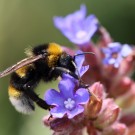 Bombus vestalis Männchen an der Ochsenzunge (Anchusa officinalis).
Hochgeladen am 20.06.2014 von Martin