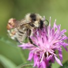 Bombus veteranus Drohn auf der Wiesen-Flockenblume (Centaurea jacea).
Hochgeladen am 21.05.2014 von Martin