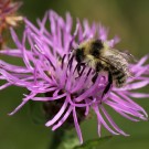 Bombus veteranus Männchen an der Wiesen-Flockenblume (Centaurea jacea).
Hochgeladen am 08.07.2015 von Martin