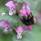 Königin der Bergwaldhummel (Bombus wurflenii) an der Gefleckten Taubnessel (Lamium maculatum).
Hochgeladen am 10.04.2014 von Martin