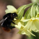 bergwaldhummel