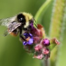 Ungewöhnlich frühes Bergwaldhummel (Bombus wurflenii) Männchen an Ochsenzunge (Anchusa officinalis), Mai 2015.
Hochgeladen am 24.05.2015 von Martin