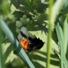 Bombus wurflenii Nektarraub an Lamium album
Hochgeladen am 04.05.2016 von Martin