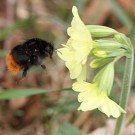 Königin der Bergwaldhummel (Bombus wurflenii) an der Hohen Schlüsselblume (Primula elatior) im März 2014.
Hochgeladen am 22.03.2014 von Martin