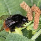 Königin der Bergwaldhummel (Bombus wurflenii) beim Nektarraub an der Hohen Schlüsselblume (Primula elatior).
Hochgeladen am 22.03.2014 von Martin
