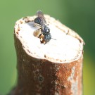 Keulhornbiene (Ceratina cyanea) Weibchen.
Hochgeladen am 26.04.2014 von Martin